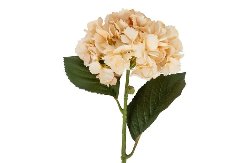 Abigail Ahern Hydrangea Vanilla Stem