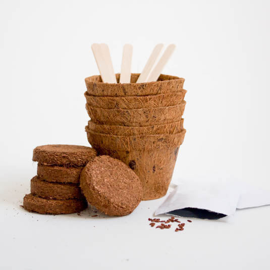 Gift Republic Grow It - Bonsai Trees - Usa