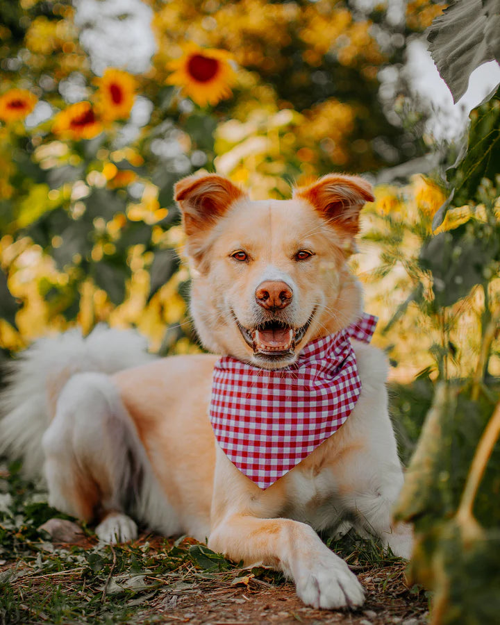 Modern Beast  Neckwear - Berry Gingham