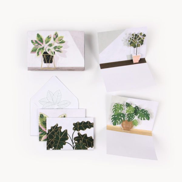 UWP Luxe Boxed Potted Plants